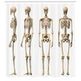 thumbnail image 3 of Ambesonne Anatomy Shower Curtain, Mankind Skeleton Bones Art, 69"Wx84"L, Cream, 3 of 3