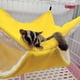 thumbnail image 2 of Hamacas para animales pequeños Cálido felpa Litera Escondite para mascotas Cristal (Amarillo S), 2 of 5