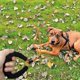 thumbnail image 3 of Correa larga para entrenamiento de perros, cuerda de nailon reflectante, cordón de control para perros que caminan, camping, naranja, 8 mm, 10 m, 3 of 5