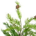 thumbnail image 3 of Northlight Real Touch™️ Potted Mixed Pine and Cedar Artificial Christmas Tree - 24" - Unlit, 3 of 6
