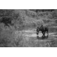 thumbnail image 2 of The Yellowstone Collection 14x11 White Modern Wood Framed Museum Art Print Titled - Female Moose, Gallatin River, Yellowstone National Park, 2 of 4