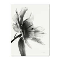 Trademark Fine Art 'Translucent Peony IIBW' Canvas Art by Debra Van Swearingen