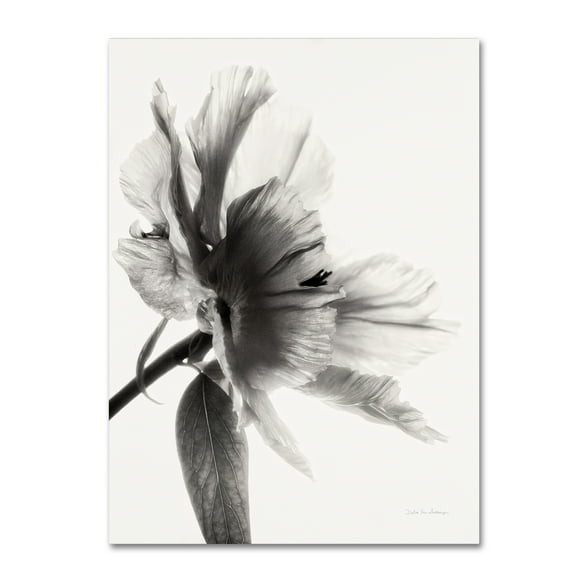 Trademark Fine Art 'Translucent Peony IIBW' Canvas Art by Debra Van Swearingen