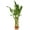 10 Plants, variant on Lucky Indoor Bamboo - Live Plants - Ships Bare Root - 10-Pack of 4 Inch Straight Stalks - Air Purifying Feng-Shui Zen Garden Houseplants
