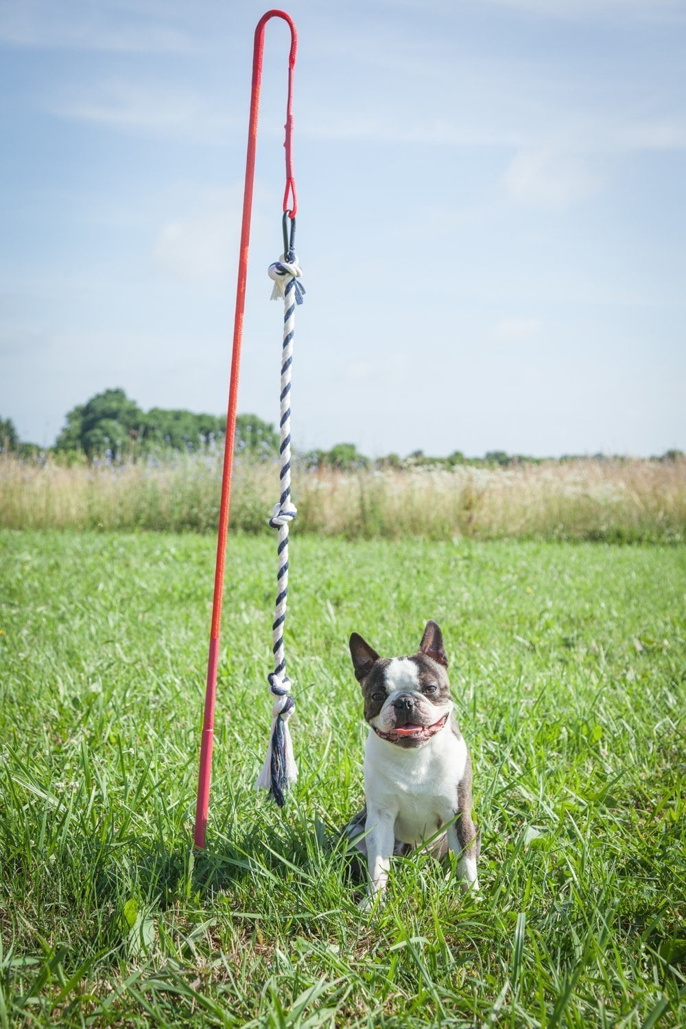 Fun, Interactive Dog Toy for Small Dogs & Puppies – Tether Tug