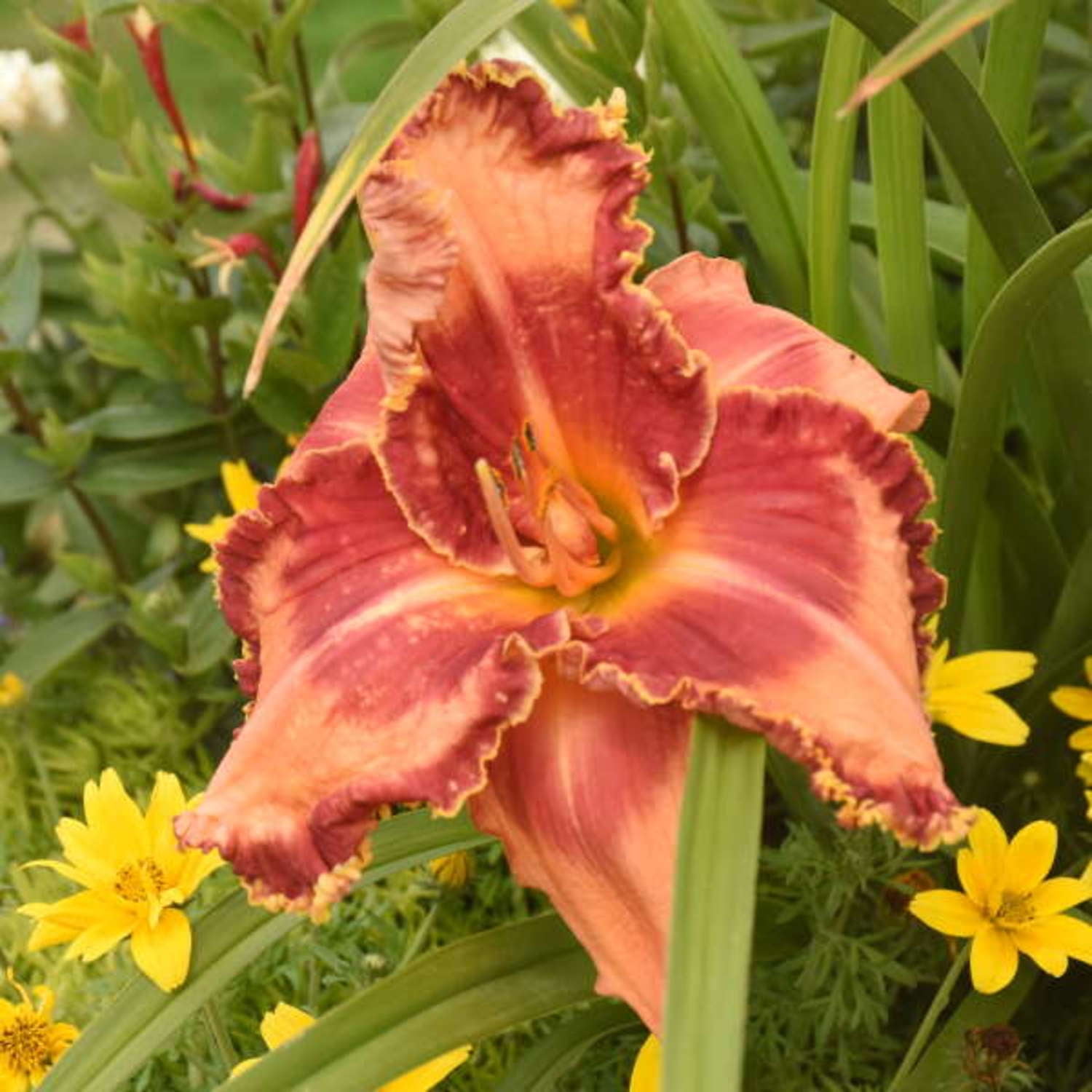 Proven Winners 6" Orange Rainbow Rhythm 'Lake of Fire' Daylily Live Plant in 6.5" Pot