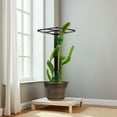 thumbnail image 2 of Dragon Fruit Trellis, Metal Cucumber Trellis, Cucumber Plant Climbing Frame, Vertical Garden Support, Ideal for Indoor and Outdoor Planting, 2 of 5