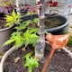 thumbnail image 5 of Herramienta de riego de plantas dispositivo de riego automático con forma de pájaro/bola gotero de agua transparente para plantas de flores ligero para jardín, 5 of 5