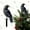 Black-3C Home Decor, variant on Limited Time Deal karymi Halloween Crow Decorations Black Birds Yard Stake for Garden Party Christmas Tree Topper Outdoor Ornaments Spooky Themed Display Accessories Christmas Decorations