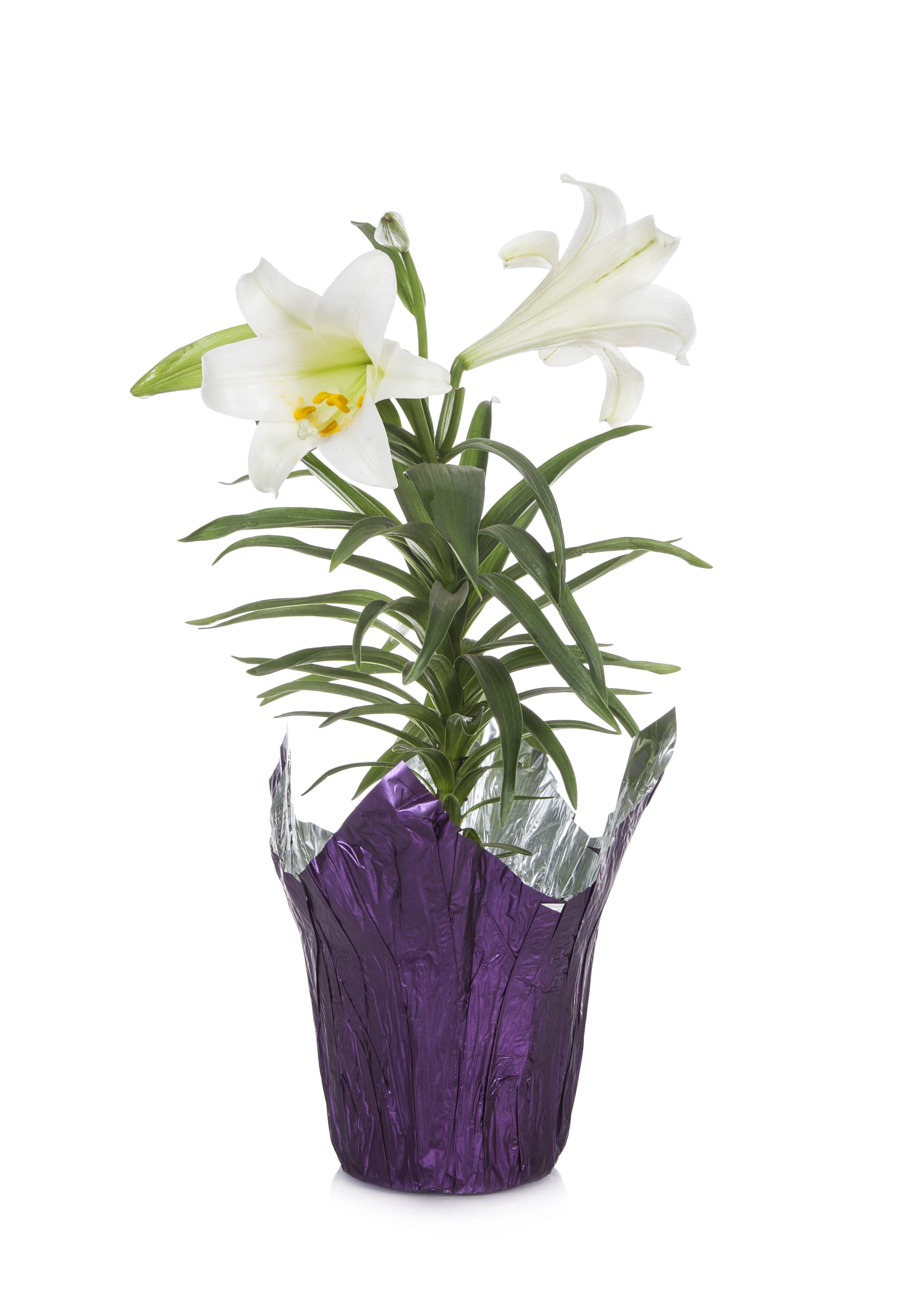 Better Homes & Gardens White Lily Live Plant