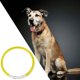 thumbnail image 4 of Collar de perro LED Up Arnés cuello Correa brillante Amarillo Gloria Collar luminoso, 4 of 8