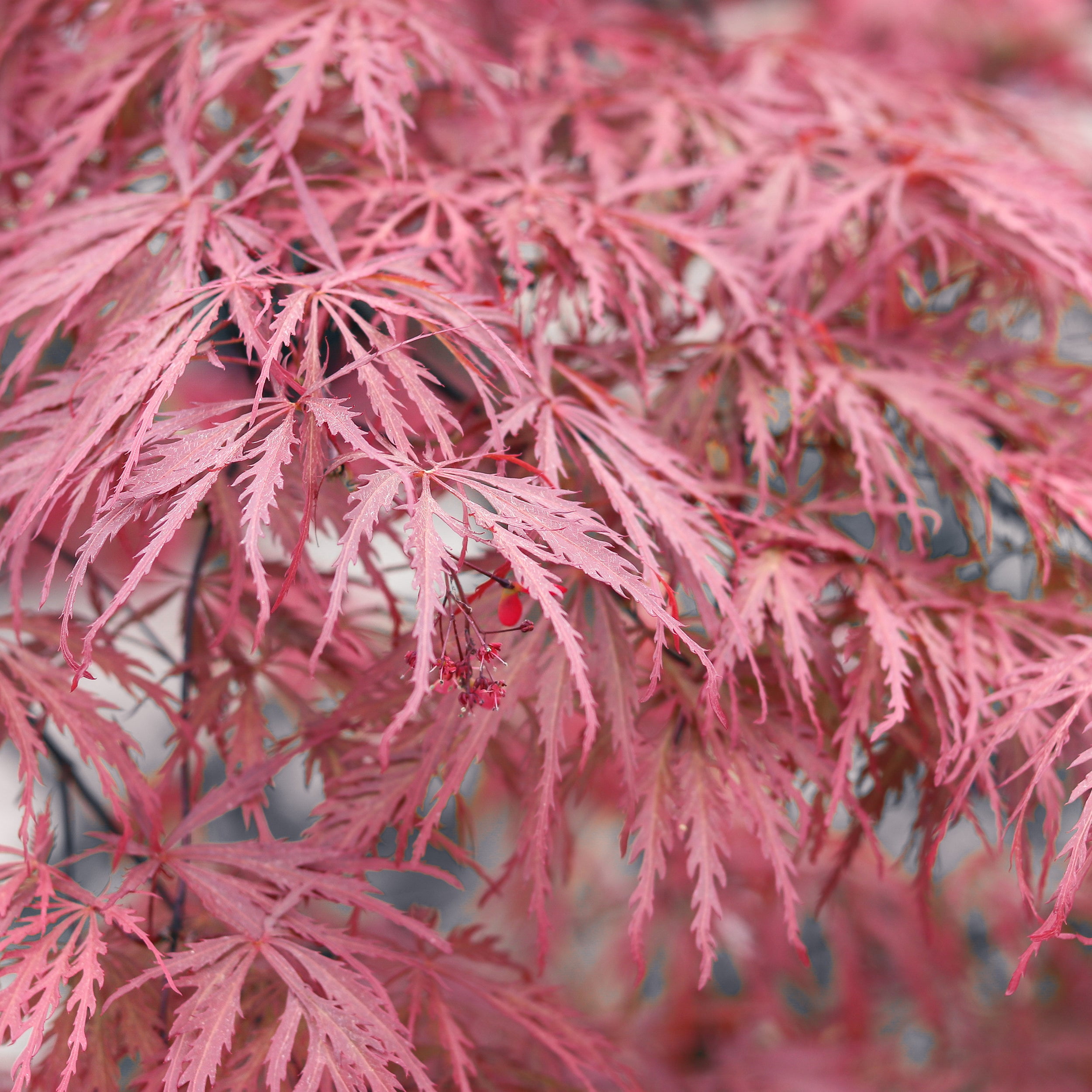 Expert Gardener 1-2 ft. tall 5-1 Tamukeyama Japanese Maple Live Tree