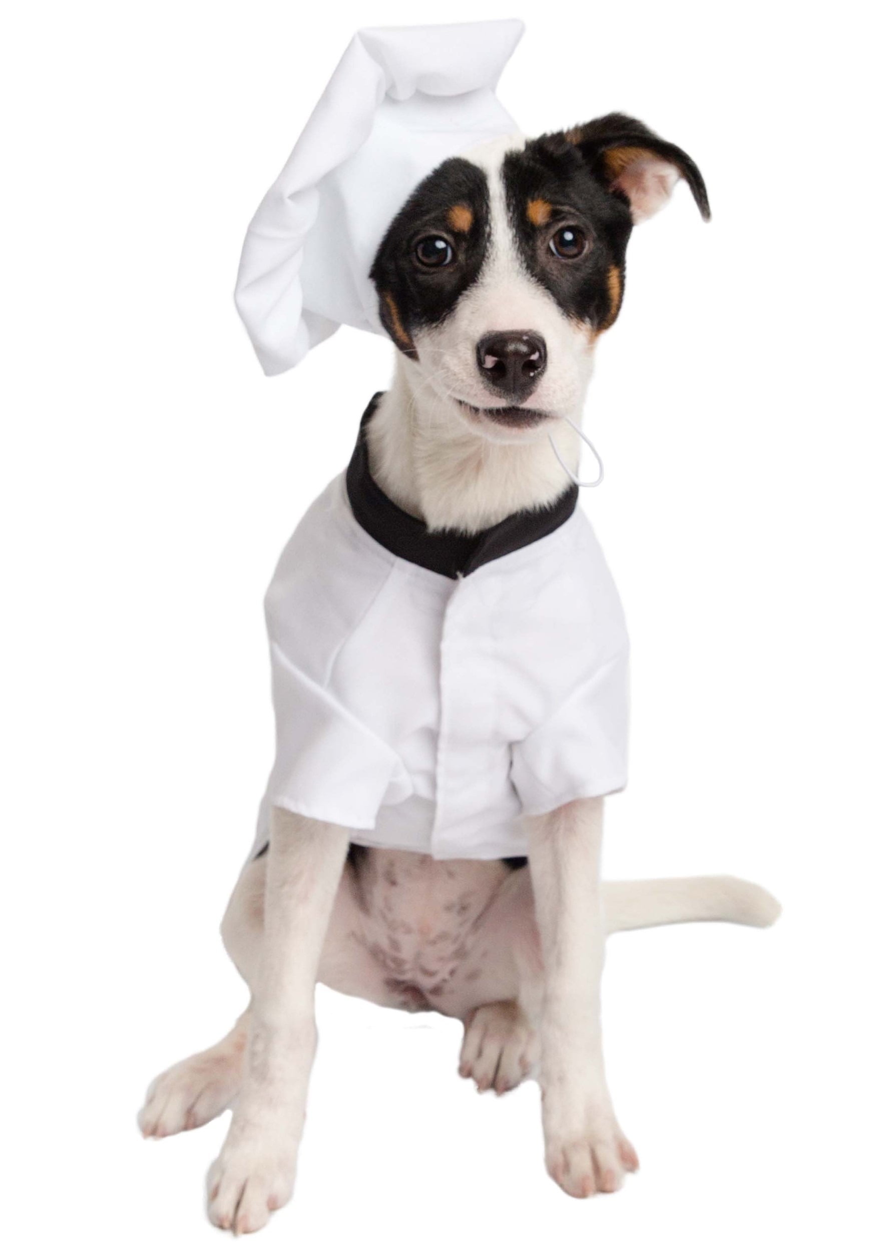 dog chef costume
