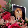 thumbnail image 3 of 3drose, Pomeranian Dog, 6 Greeting Cards with Envelopes, 3 of 7