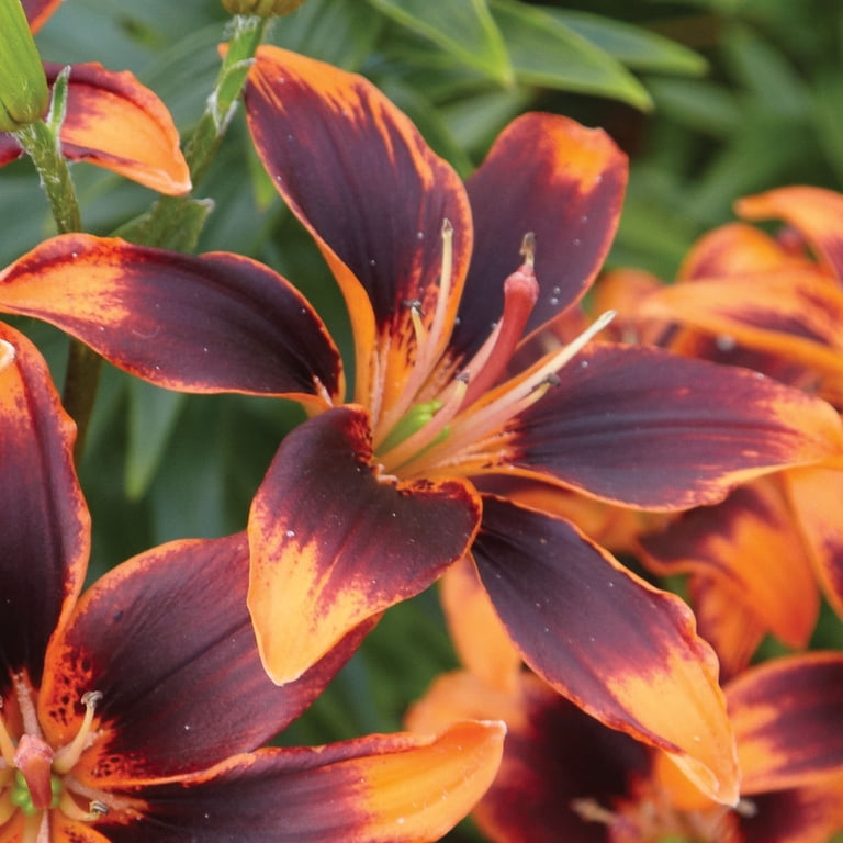 Van Zyverden Lily Forever Susan (Set of 3 Dormant Bulbs) Partial Sun, Multi-Color, Perennial, 738520