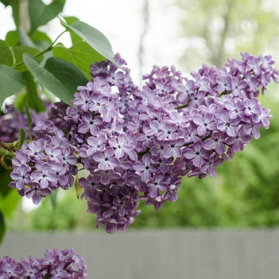 Spring Hill Nurseries 2.50 qt Old Fashioned Purple Lilac Live Shrub