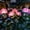 Pink, variant on Fairy Hydrangea Lights, 3 Pack Solar Garden Lights Outdoor, IP65 Waterproof Colorful LED Flower Light, 15H Lighting Time, Twinkling Tree Fairy Hydrangea Lights for Pathway Patio Yard Decor(Blue)