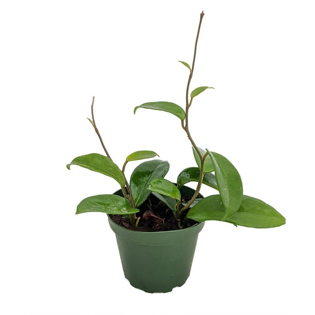 Green Wax Plant Hoya Great House Plant 4" Pot