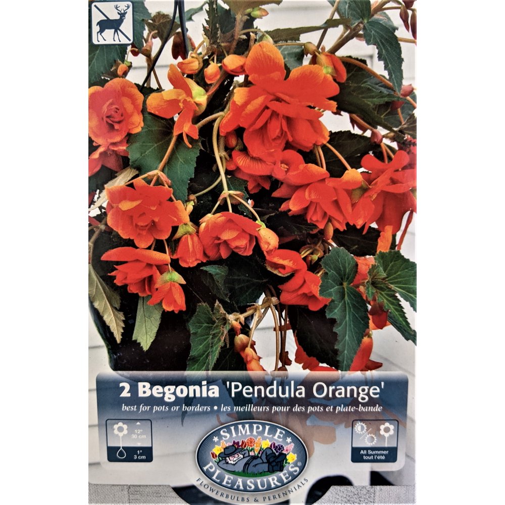 Pendula Orange Hanging Begonia 2 Bulbs 5/6 cm