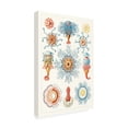 thumbnail image 2 of Vision Studio 'Sealife Species II' Canvas Art, 2 of 4