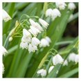 BULYAXIA Leucojum 'Gravetye Giant' Plant Bulbs (10 Pack) White
