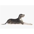 thumbnail image 1 of Great Dane Dog Poster Print, 36 x 24, 1 of 1
