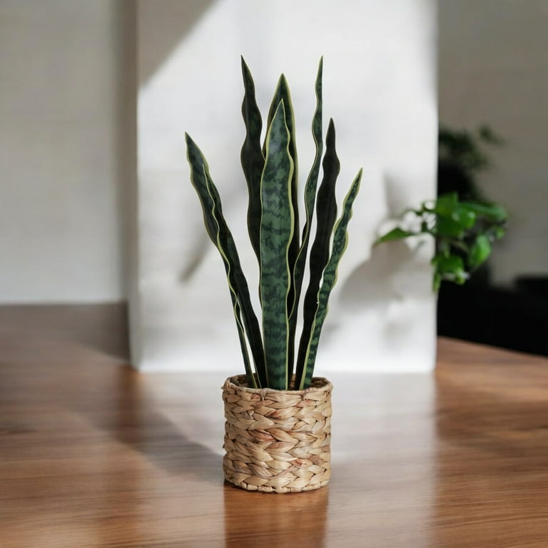 mini succulent plants bulk Shop Succulents Rosette Succulent Plant Pack Collection