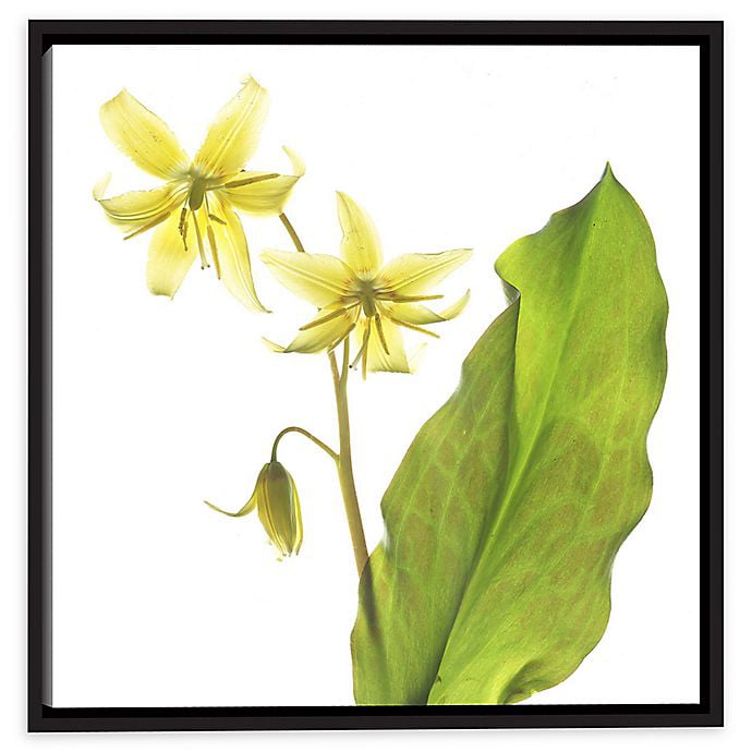 Yellow Gray Rustic Wall Art Lily Flower 8x10 11x14 Yellow Floral Home Decor Picture Matted 5x7