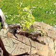 thumbnail image 3 of Copper Nails Kill Trees Nail Tree Stumps Remove Nails, 3 of 7