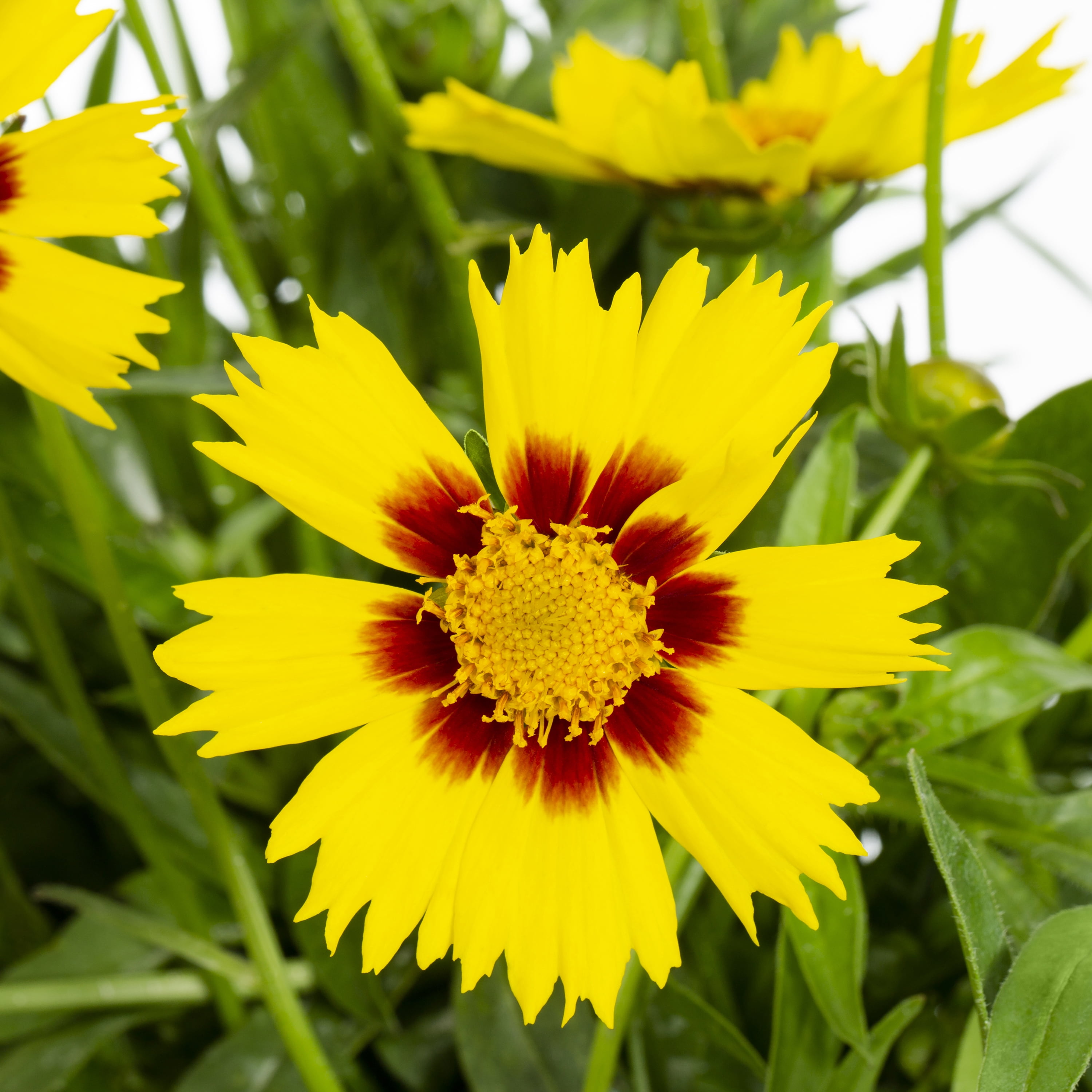 Better Homes & Gardens Yellow Coreopsis Live Perennial Plant, 3-Pack