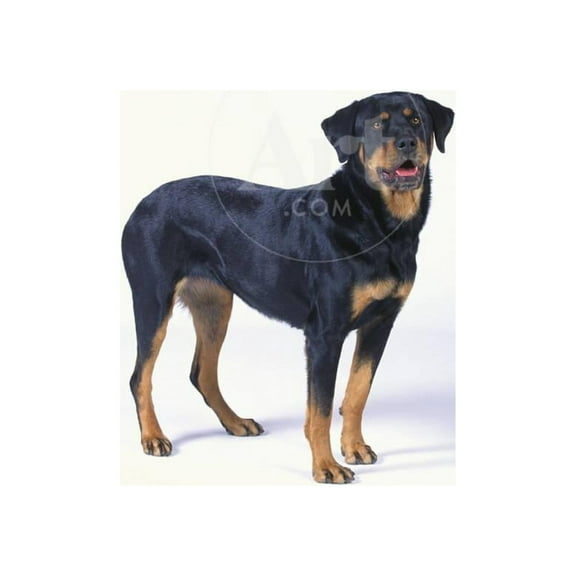 Rottweiler, Unframed Photographic Print Wall Art by DLILLC Sold by ArtCom