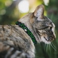 thumbnail image 2 of Collar para gato con cierre de seguridad Buckle-Down, ajustable de 20 a 30 cm, ancho 1,3 cm, 2 of 4