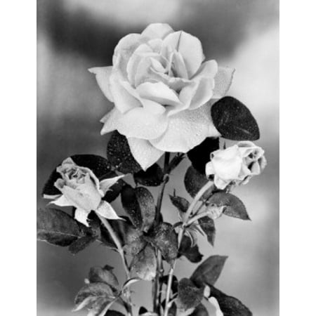 Hybrid Tea Collection - Hybrid Tea Rose Canvas Art - (24 x 36)