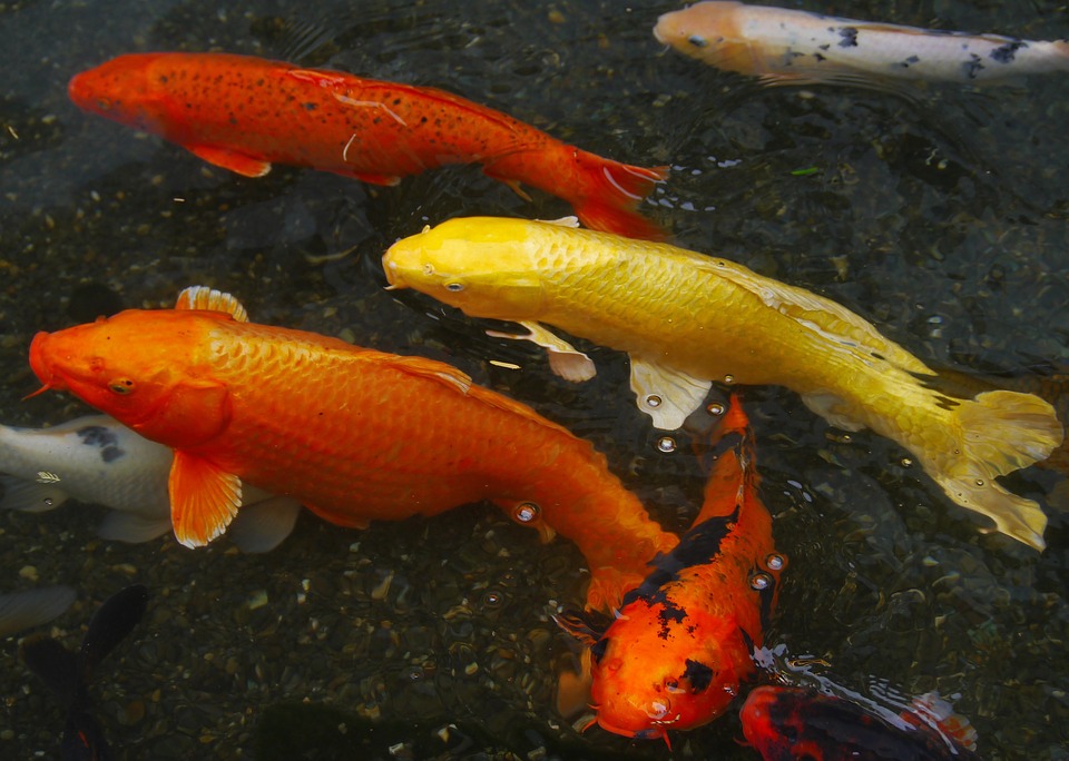 Colored Carp Breeding Fish Red Koi Aquarium Fish20 Inch By 30 Inch