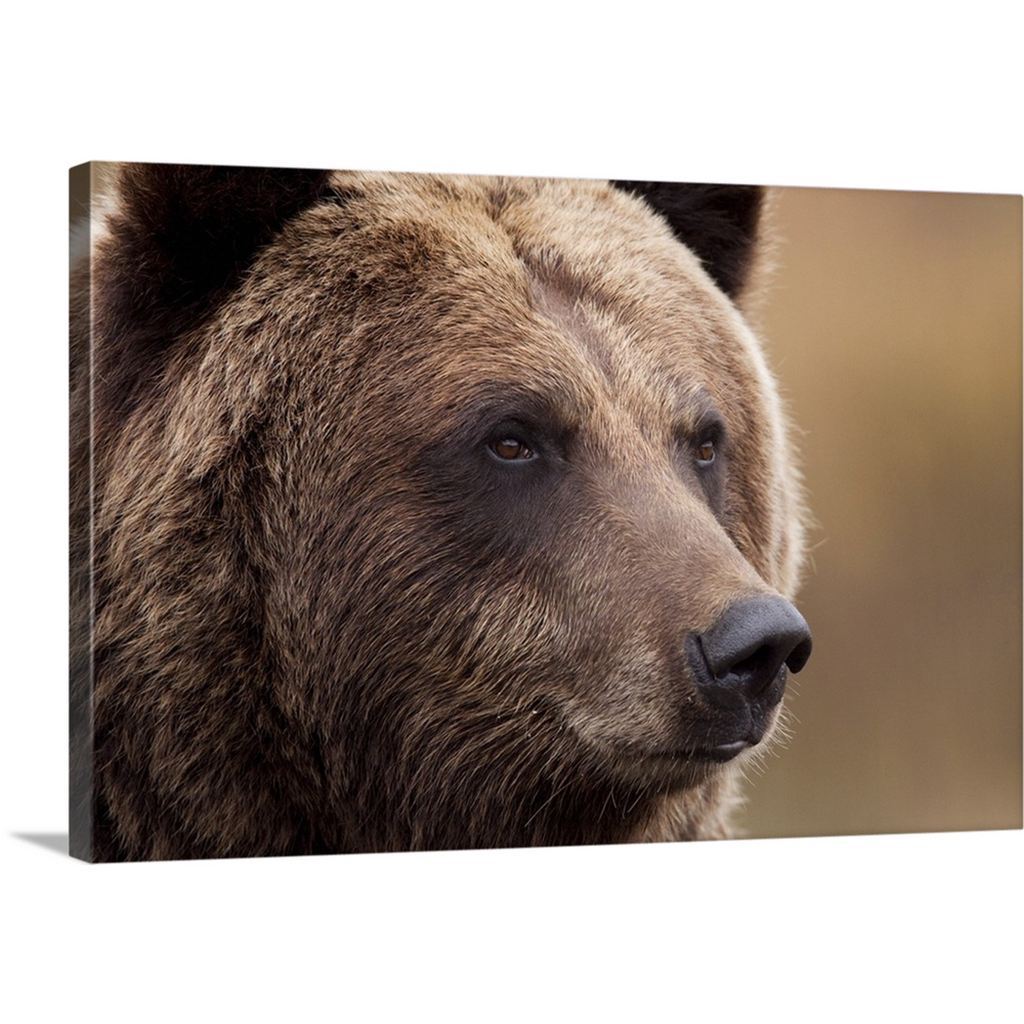 Great BIG Canvas | "An Adult Grizzly Bear, Alaska Wildlife Conservation Center, Southcentral Alaska" Canvas Wall Art - 36x24