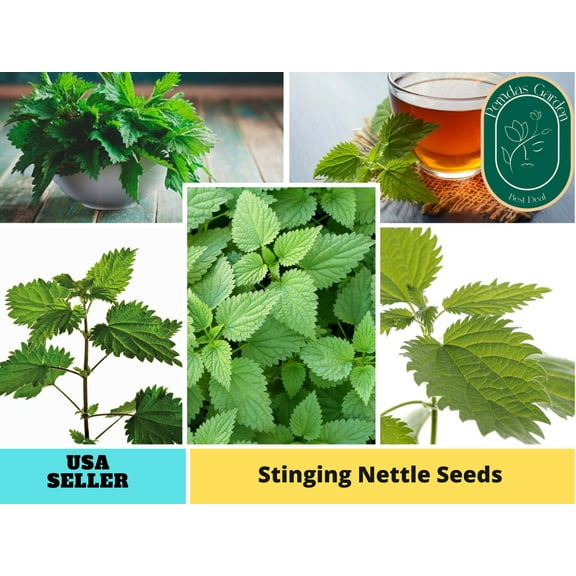 PEMDASGARDEN 110 Stinging Nettle Plant Seeds, Herb Seeds, Non-GMO