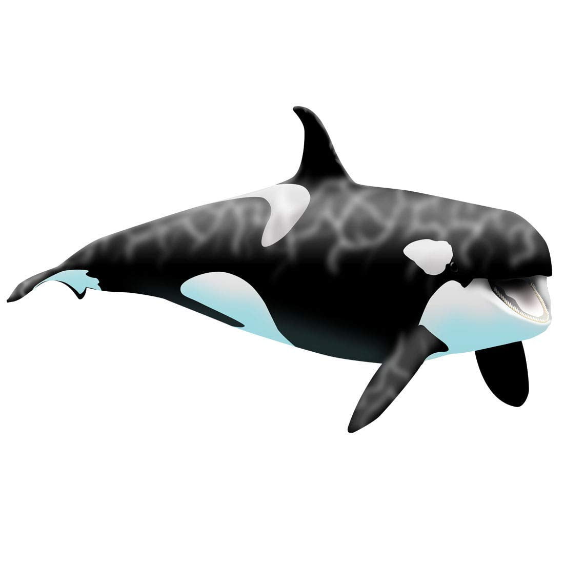 Vwaq Giant Orca Whale Wall Decal Peel And Stick Killer Whale Ocean Wall Art 30 H X 50 W Walmart Com Walmart Com