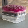 Reusable SelfWatering Mini Microgreens Growing Trays 5 Trays For