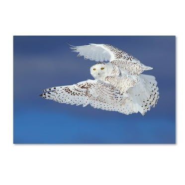 Jim Cumming 'Flight Of The Snowy Snowy Owl' Canvas Art