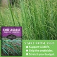 thumbnail image 2 of Switchgrass Seeds - North American Native - Full Sun Perennial Grass - 2 Packs, 2 of 9