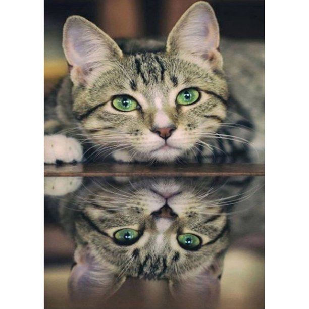 Diamond Painting (DE4980) 5D DIY Animal Round Resin Craft (Cat Reflection LD447) 40x50cm FLhrweasw Nuevo