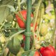 thumbnail image 2 of Garden Balcony Climbing Frame & Flower Pillar - Tomato & Cucumber Vegetable Support Bracket with Connecting Rods for Plants, 2 of 5