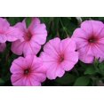 thumbnail image 1 of 100 PINK PETUNIA Flower Seeds, 1 of 3