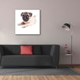 thumbnail image 3 of Epic Graffiti 'Cute Pug Puppy' by Edward M. Fielding, Giclee Canvas Wall Art, 37"x37", 3 of 8
