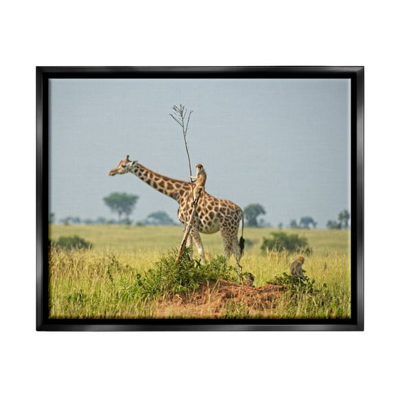 Stupell Industries Monkey Riding Giraffe Animals & Insects Photography Black Floater Framed Canvas Art Print Wall Art, 21 x 17