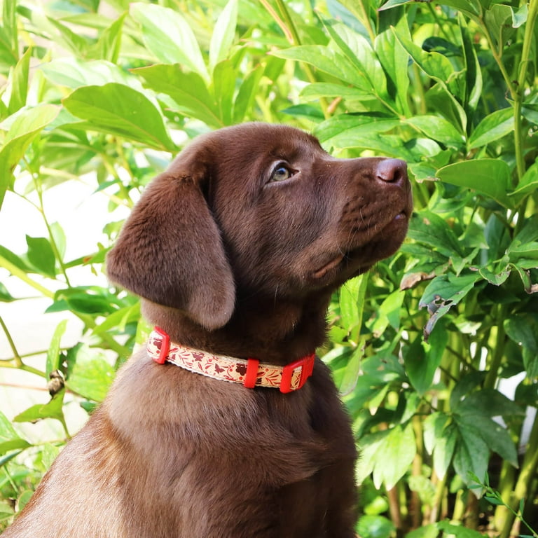 Pettsie Dog Collar, Red, Small