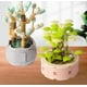 thumbnail image 3 of Decoración de pared NQ Ensamblaje de pequeñas partículas de plantas suculentas en maceta summer jelly 03, 3 of 4