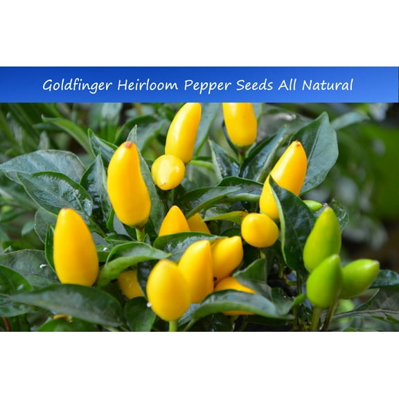 Pepper SEEDS -- Goldfinger Pepper - 20 Vegetable Seeds! Heirloom- All Natural- Colorful Fruit -Ornamental -Perfect for Container Growing See Description