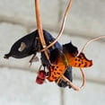 thumbnail image 6 of Premium Butterfly Feeder - Outdoor Hanging Banana Hammock for Butterflies & Birds, Garden Decor Hanger with Banana Bird Butterfly Feeder, 6 of 9