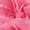 Pink, variant on Member's Mark Mini Carnations, Choose color and stem count